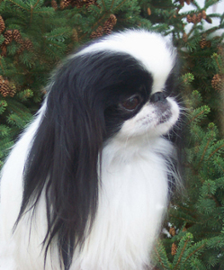 Japanese Chin