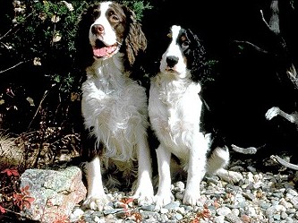 English Springer Spaniel