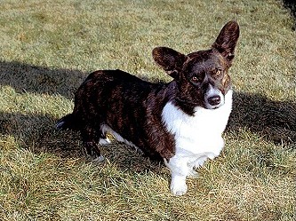 Cardigan Welsh Corgi