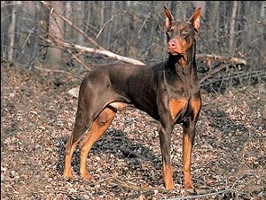 Doberman Pinscher