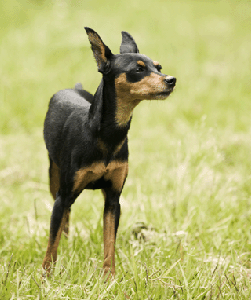 Miniature Pinscher