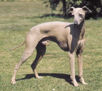 Italian Greyhound