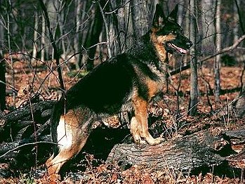 German Shepherd