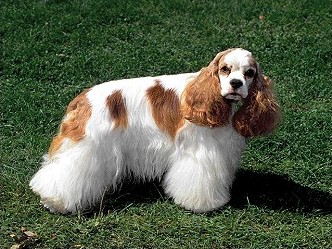 Cocker Spaniel