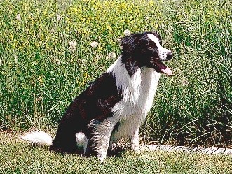 Border Collie