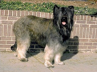 Briard