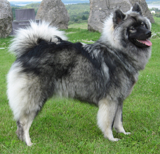 Eurasier