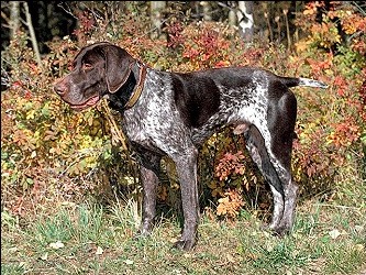 German Shorthaired Pointer