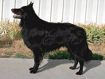 Belgian Shepherd