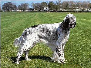 English Setter