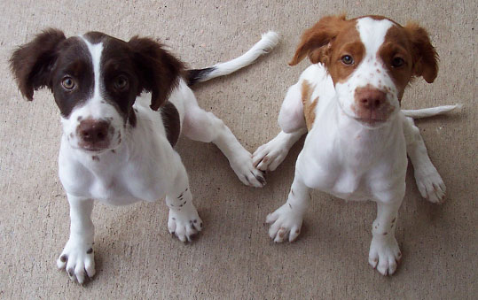 french brittany spaniel