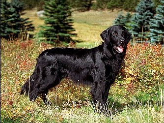 Flat-coated Retriever