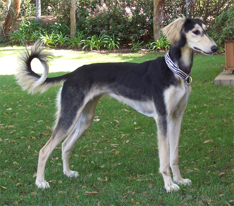 Saluki