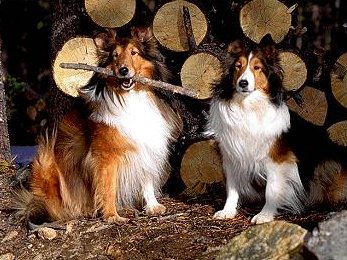 Shetland Sheepdog