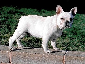 French Bulldog