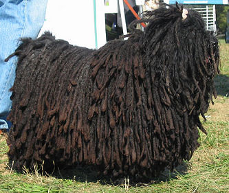 Puli