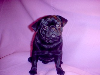 Pug