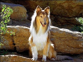 Collie (Rough)