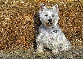 West Highland White Terrier