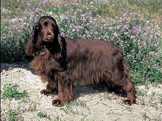 Field Spaniel