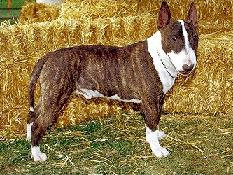 Bull Terrier