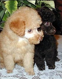 Toy Poodle