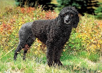 Portuguese Water Dog