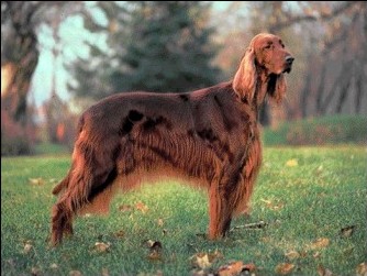 Irish Setter