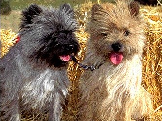 Cairn Terrier