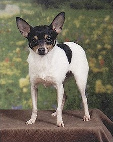 Toy Fox Terrier