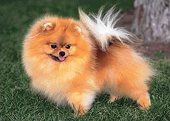 Pomeranian