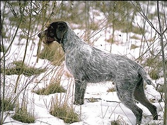 German Wirehaired Pointer