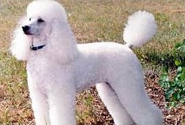 Miniature Poodle