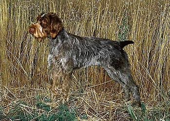 Wirehaired Pointing Griffon