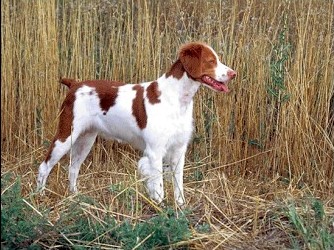 Brittany Spaniel