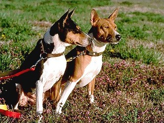 Basenji