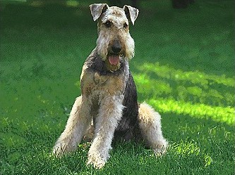 Airdale Terrier