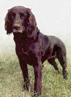 German Longhaired Pointer