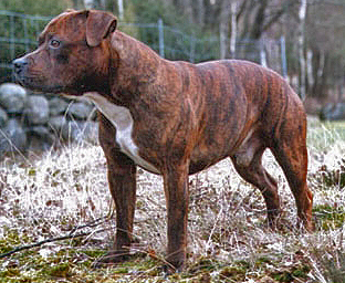 Staffordshire Bull Terrier