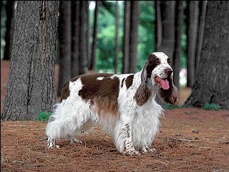 English Cocker Spaniel