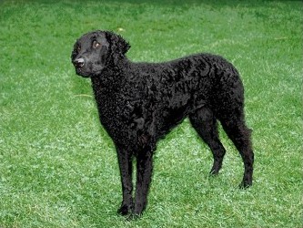 Curly-coated Retriever