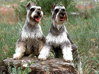 Miniature Schnauzer