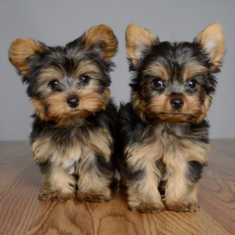 Yorkshire terrier