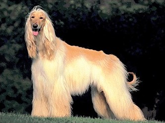 Afghan Hound