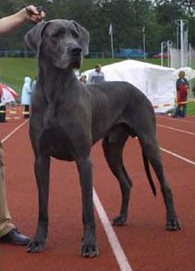 Great Dane