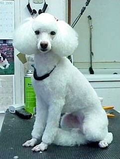 Standard Poodle