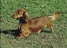 Dachshund