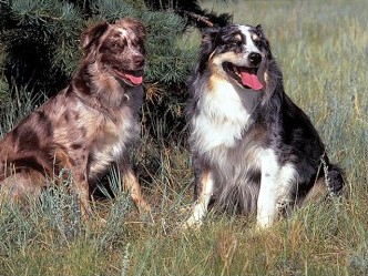 Australian Shepherd