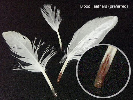 feather1